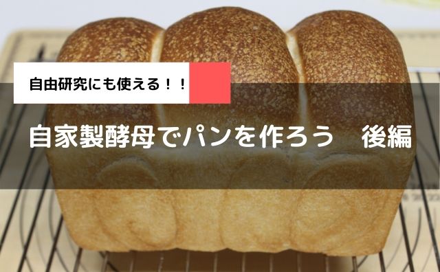 自家製酵母でパンを焼こう 元種作り パン作り おうちは小さなパン工房